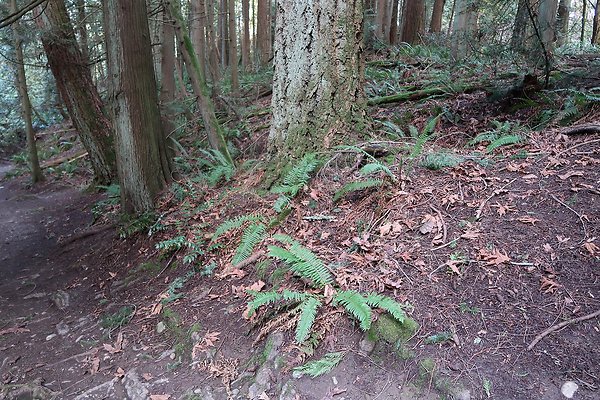 Lake Padden Park Bellingham - 92