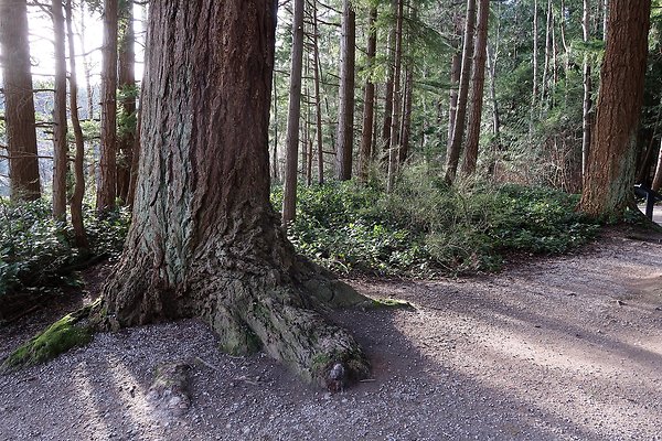 Lake Padden Park Bellingham - 10