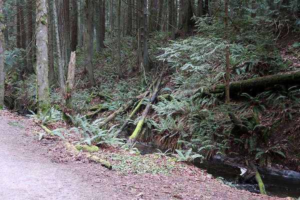 Lake Padden Park Bellingham - 101