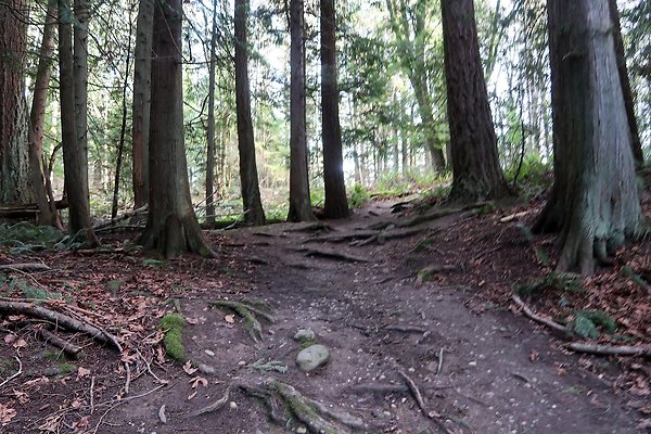 Lake Padden Park Bellingham - 89
