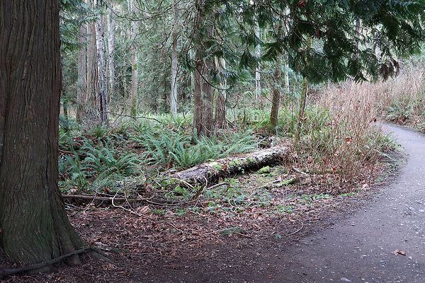 Lake Padden Park Bellingham - 22
