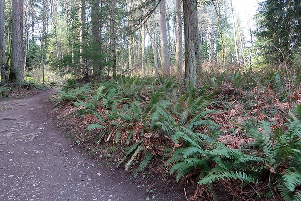 Lake Padden Park Bellingham - 28
