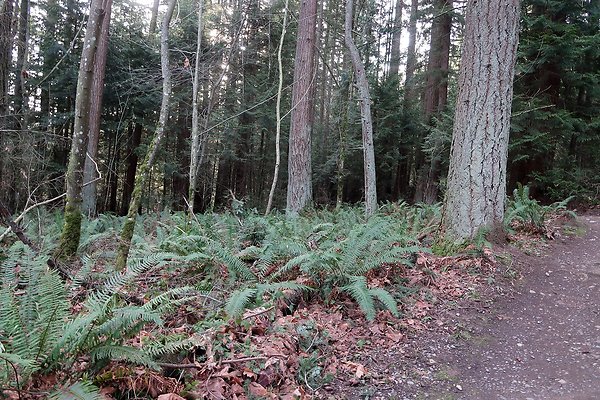 Lake Padden Park Bellingham - 26