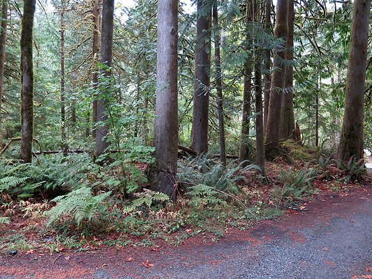 Backman county park snohomish - 3