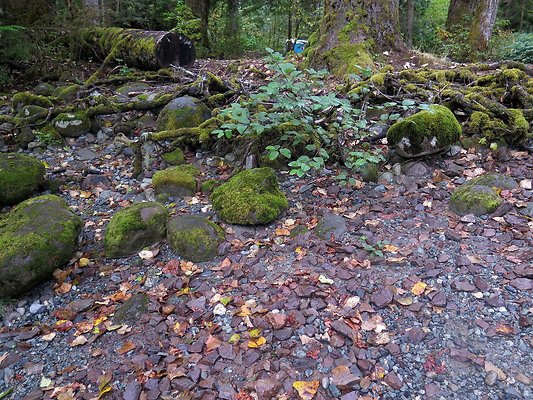 Backman county park snohomish - 24