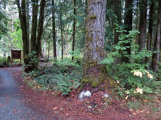 Backman county park snohomish - 5
