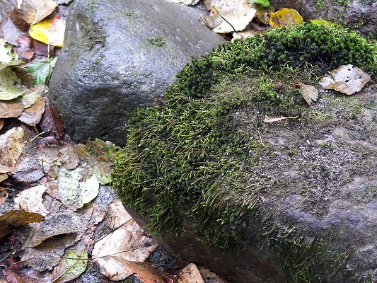 Backman county park snohomish - 33
