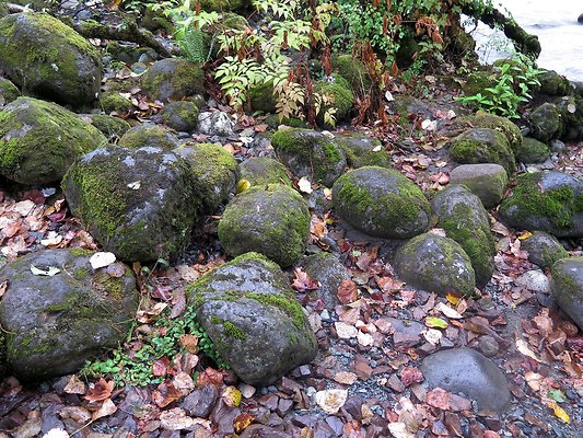 Backman county park snohomish - 20