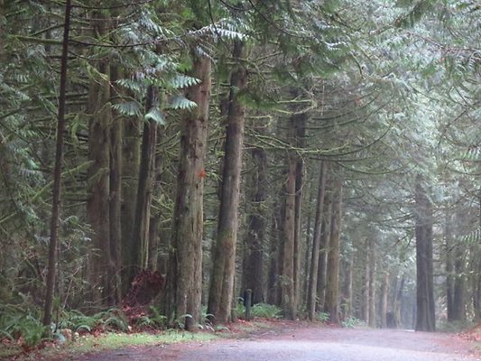 silverlakepark whatcom - 95