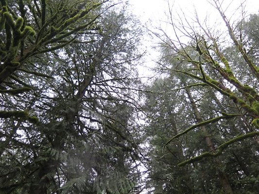 silverlakepark whatcom - 42