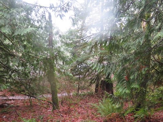 silverlakepark whatcom - 82