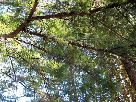 Silverlake park - 44