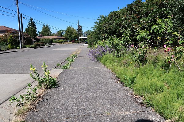 Seward Park S Spencer and 52nd Ave Sidewalks - 64