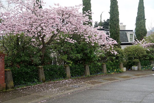 Laurelhurst drone shot - 113