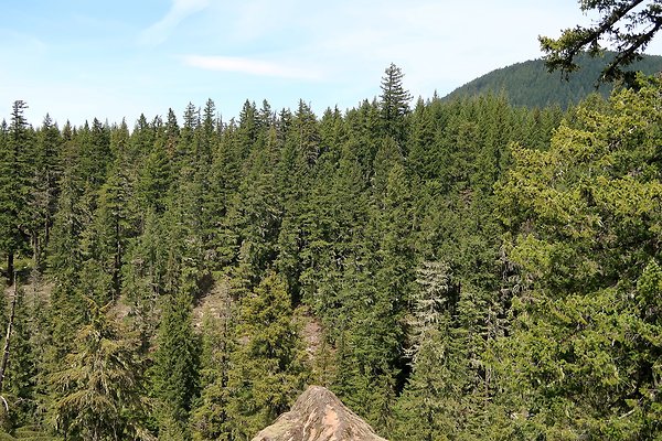 NF 48 Packwood USFS Gifford Pinchot - 22