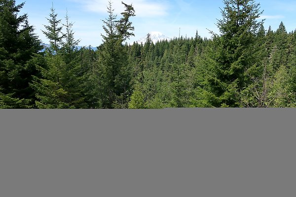 NF 48 Packwood USFS Gifford Pinchot - 32