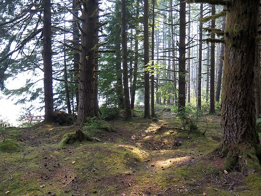 Horseshoe cove baker lake campground - 28