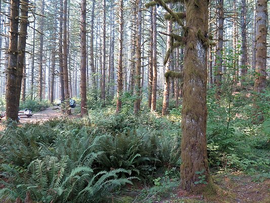 Horseshoe cove baker lake campground - 32