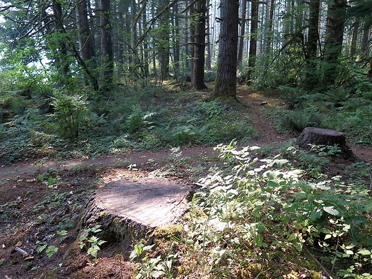 Horseshoe cove baker lake campground - 88