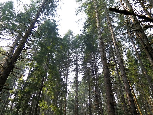 Horseshoe cove baker lake campground - 71