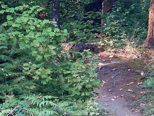 Horseshoe cove baker lake campground - 122