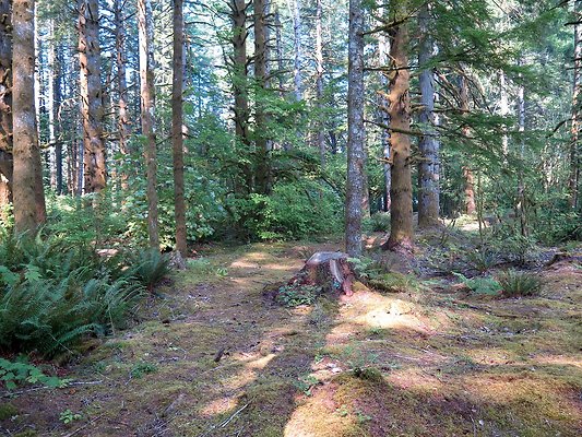 Horseshoe cove baker lake campground - 34