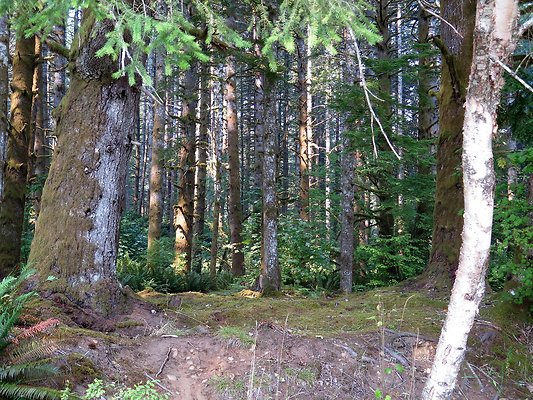 Horseshoe cove baker lake campground - 47
