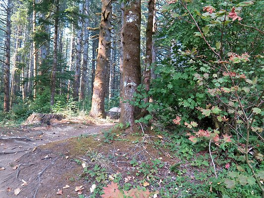 Horseshoe cove baker lake campground - 110