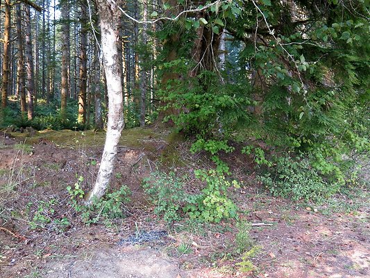 Horseshoe cove baker lake campground - 45