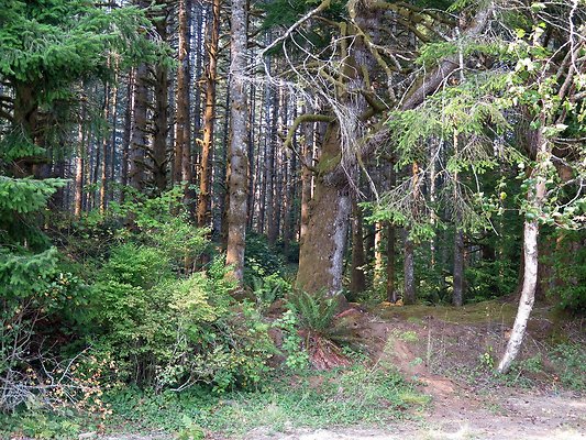 Horseshoe cove baker lake campground - 50