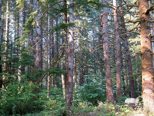 Horseshoe cove baker lake campground - 96