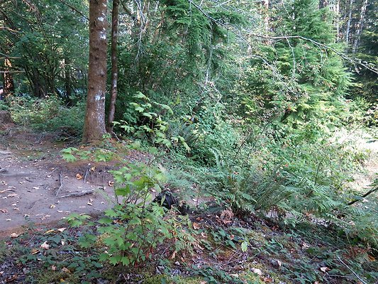 Horseshoe cove baker lake campground - 94