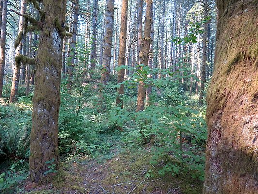 Horseshoe cove baker lake campground - 33