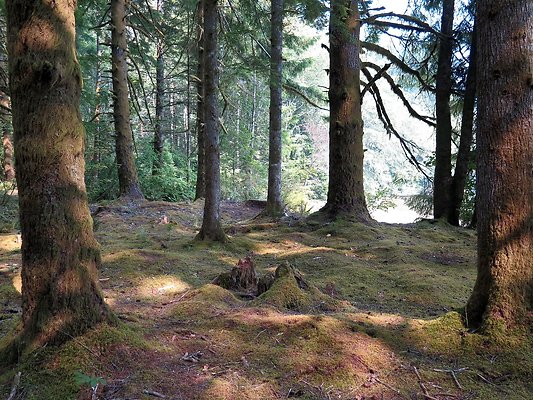 Horseshoe cove baker lake campground - 35
