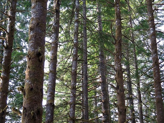 Panorama point campground - 52