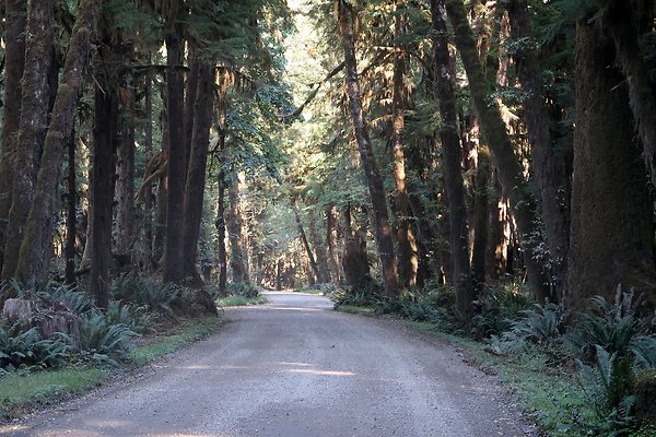 Quinault River Road COUNTY - 76