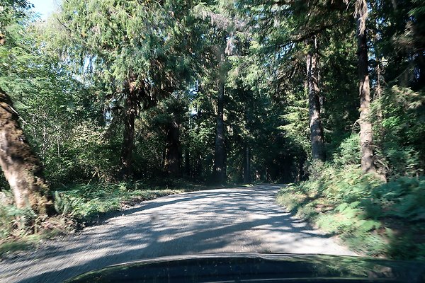 Quinault River Road COUNTY - 41