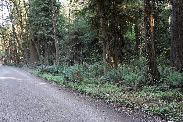 Quinault River Road COUNTY - 75