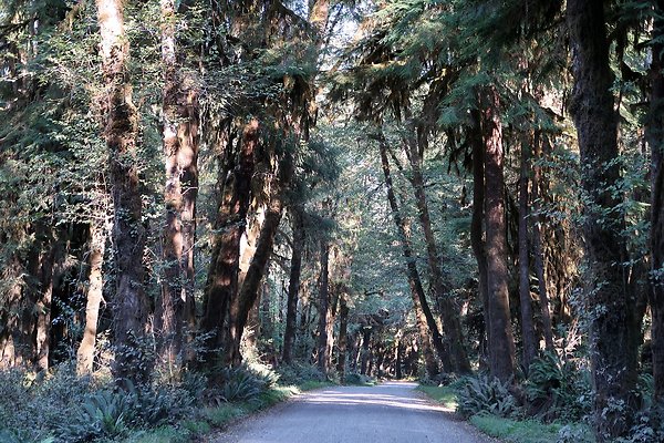Quinault River Road COUNTY - 77