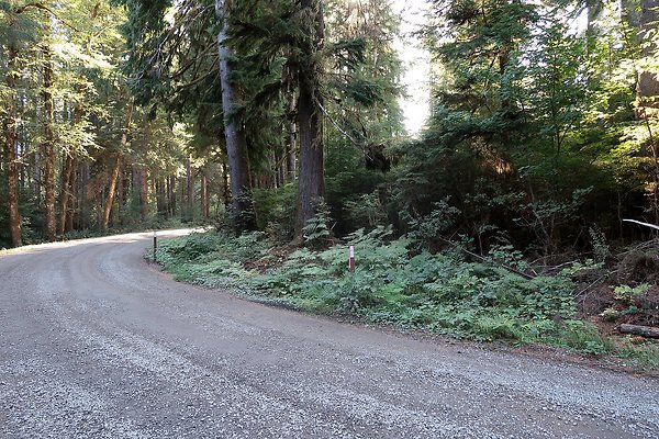 Quinault River Road COUNTY - 25