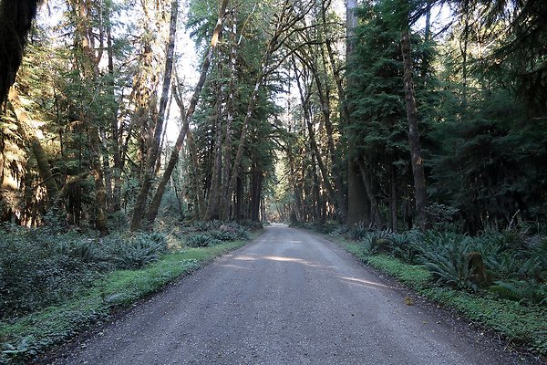 Quinault River Road COUNTY - 74