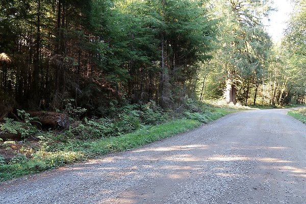 Quinault River Road COUNTY - 28