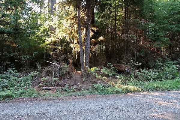 Quinault River Road COUNTY - 27