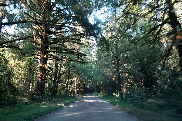 Quinault River Road COUNTY - 34