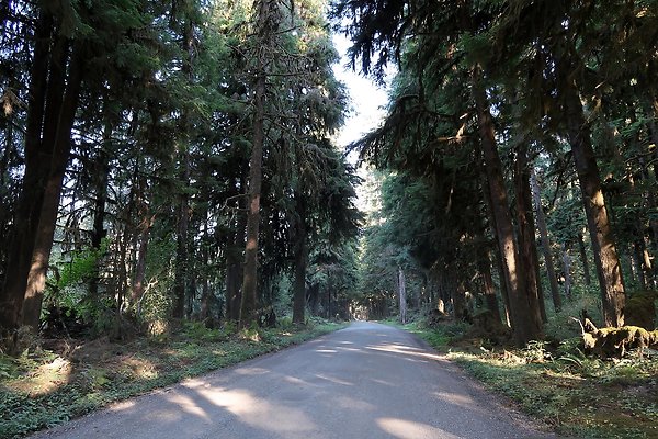 Quinault River Road COUNTY - 70