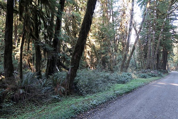 Quinault River Road COUNTY - 73