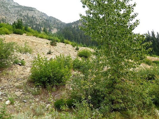 Bridge creek usfs trailhead - 26