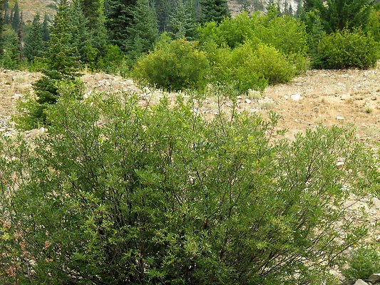 Bridge creek usfs trailhead - 23