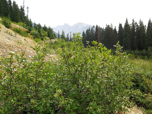 Bridge creek usfs trailhead - 41