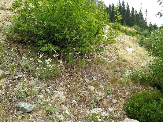 Bridge creek usfs trailhead - 32